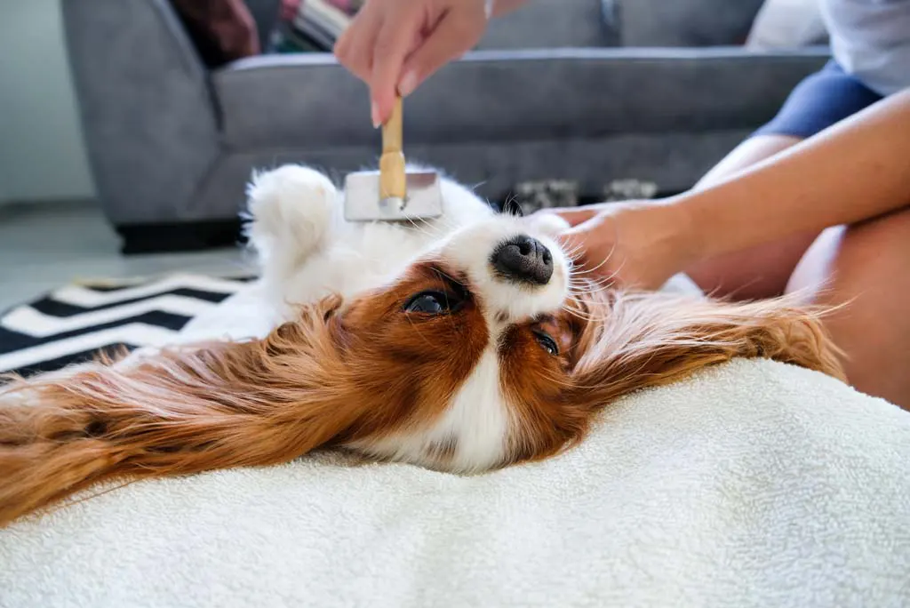 Come un animale domestico può migliorare la vostra salute