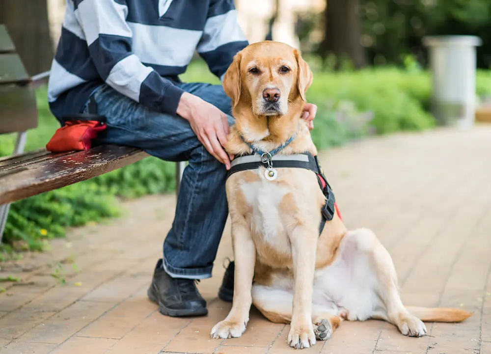 Come un animale domestico può migliorare la vostra salute