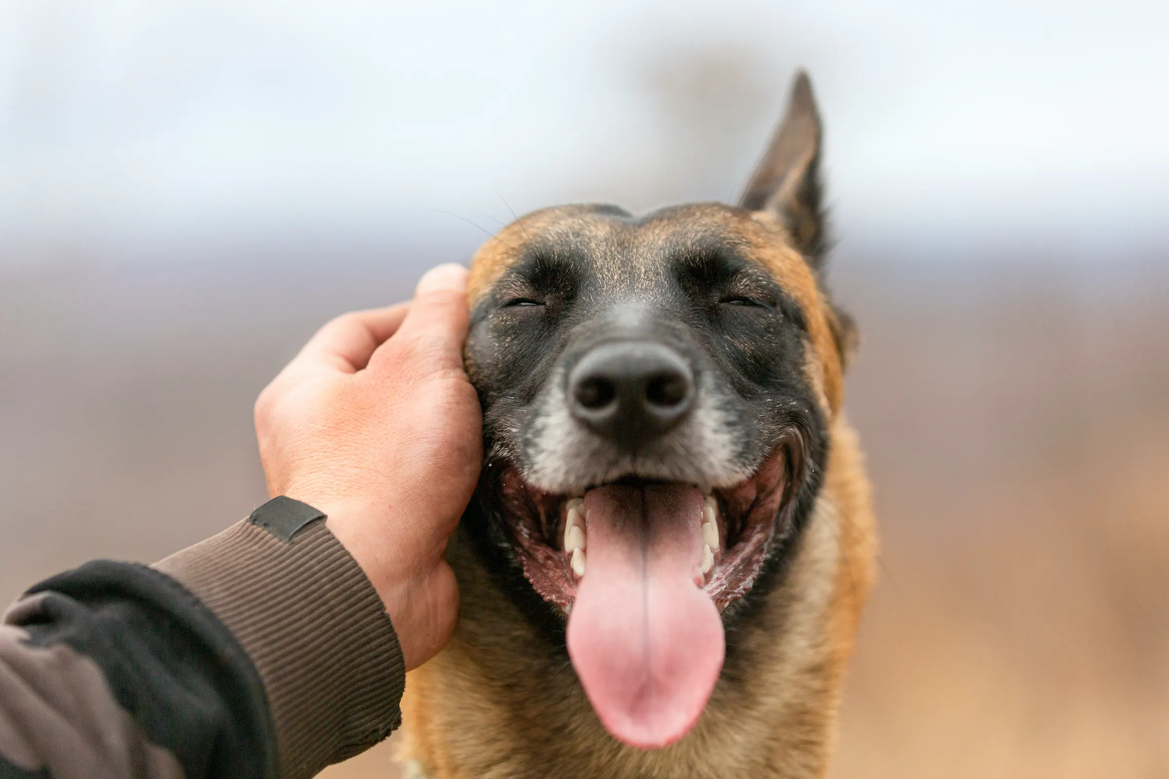 Come un animale domestico può migliorare la vostra salute