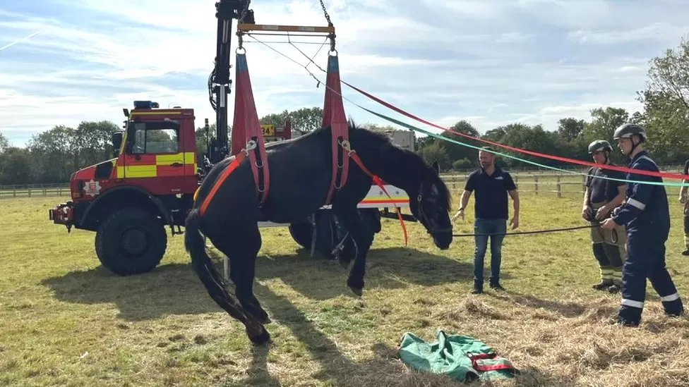 Essex, Inghilterra: vigili del fuoco soccorrono un cavallo anziano in difficoltà