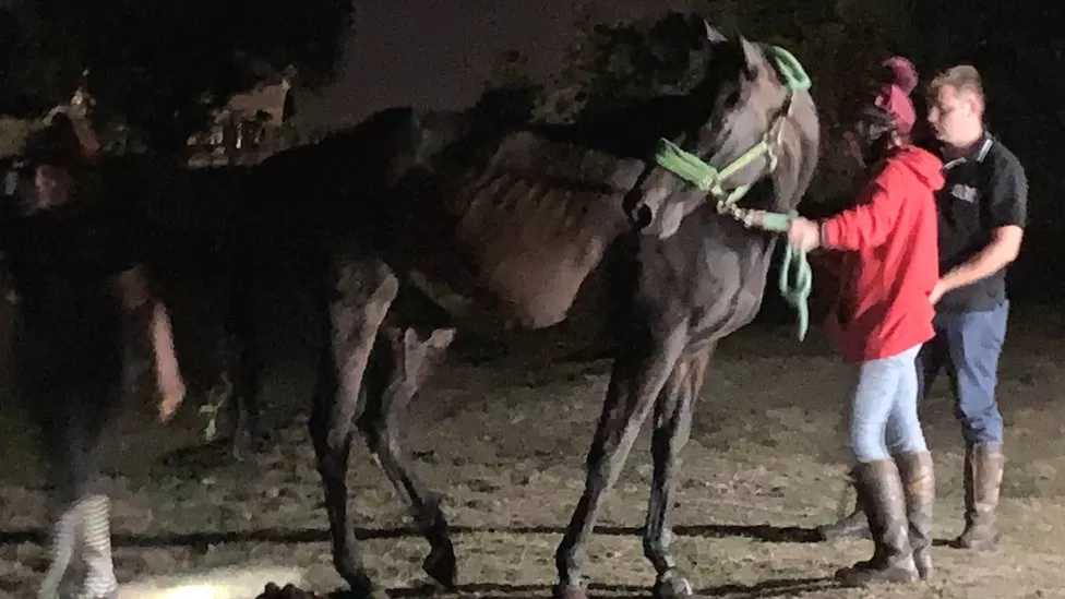 Great Oakley, Inghilterra: salvato un cavallo intrappolato in un fosso