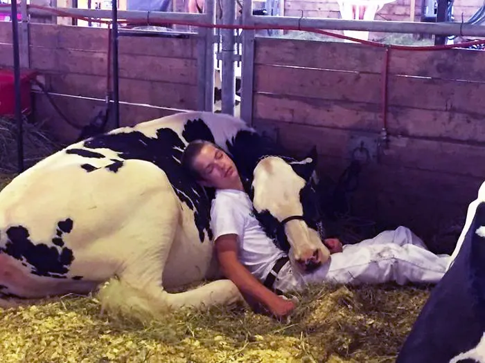 Si addormenta a fianco alla mucca dopo aver perso alla fiera del latte, ma su Internet la rivalsa