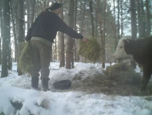 Vitellino fugge da mattatoio e cresce nella foresta con una famiglia di cervi