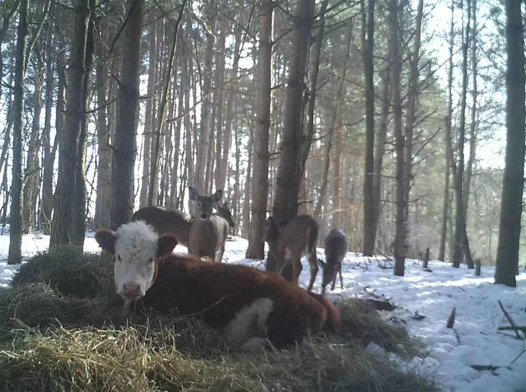 Vitellino fugge da mattatoio e cresce nella foresta con una famiglia di cervi