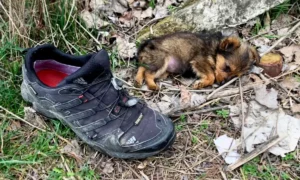 Un cucciolo utilizzava una scarpa come riparo finché un uomo non lo ha salvato_02