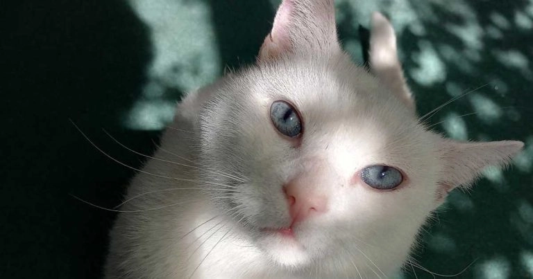 Buon 21esimo compleanno a Mozzarella, il gatto che ha sconfitto un tumore cerebrale_01