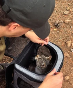 Il gatto che ha seguito un pellegrino per 15 km sul Cammino di Santiago_03